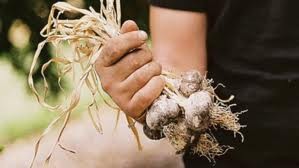 a handfull of dried garlic